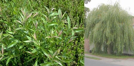 Willow Salix spp